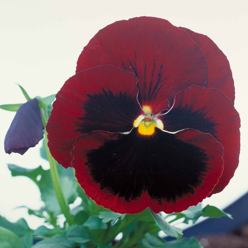 紅色帶斑改良 紅色帶斑改良