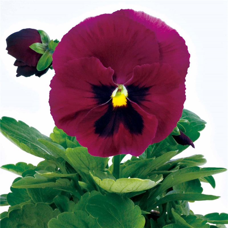 深玫紅帶斑 深玫紅帶斑