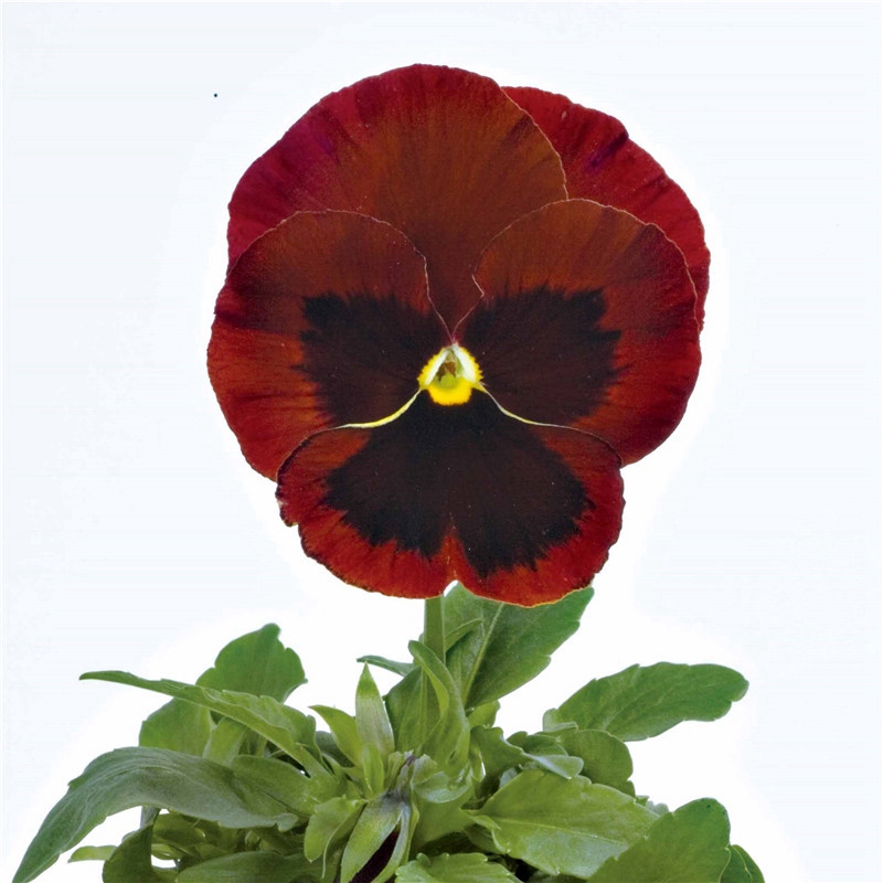 紅色帶斑改良 紅色帶斑改良