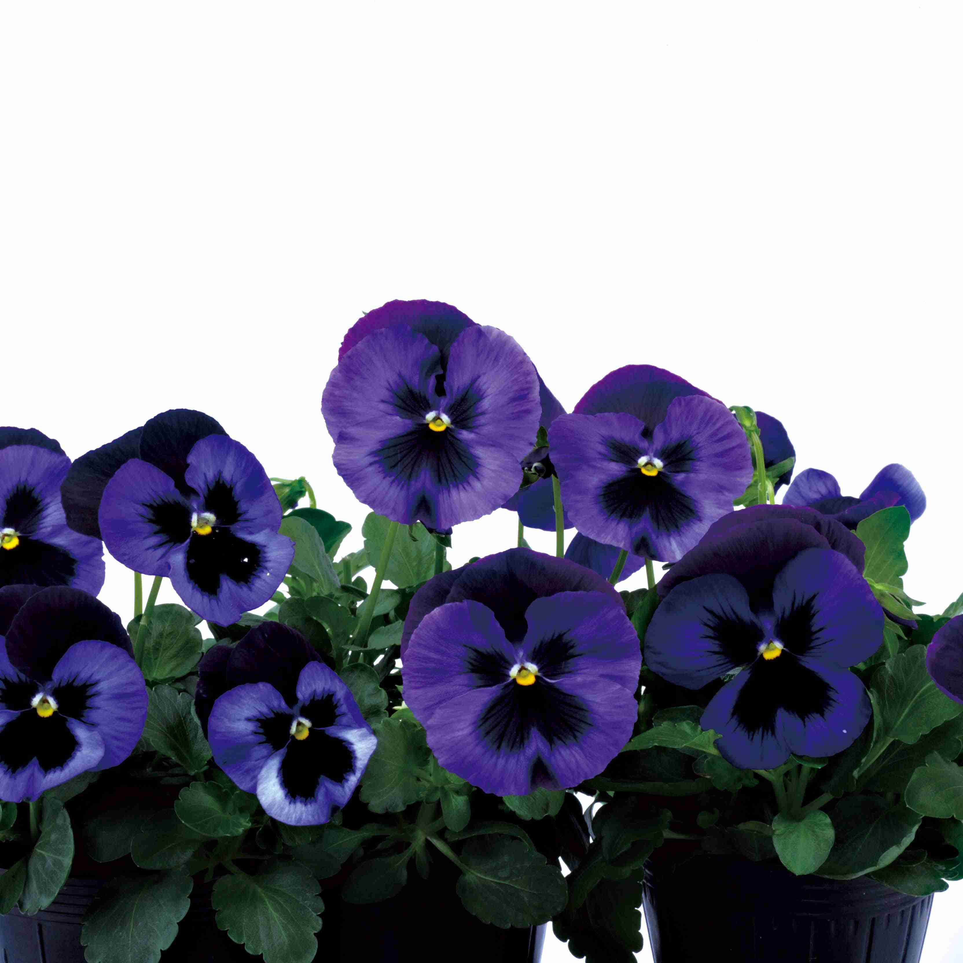 牛仔藍(lán)色 牛仔藍(lán)色