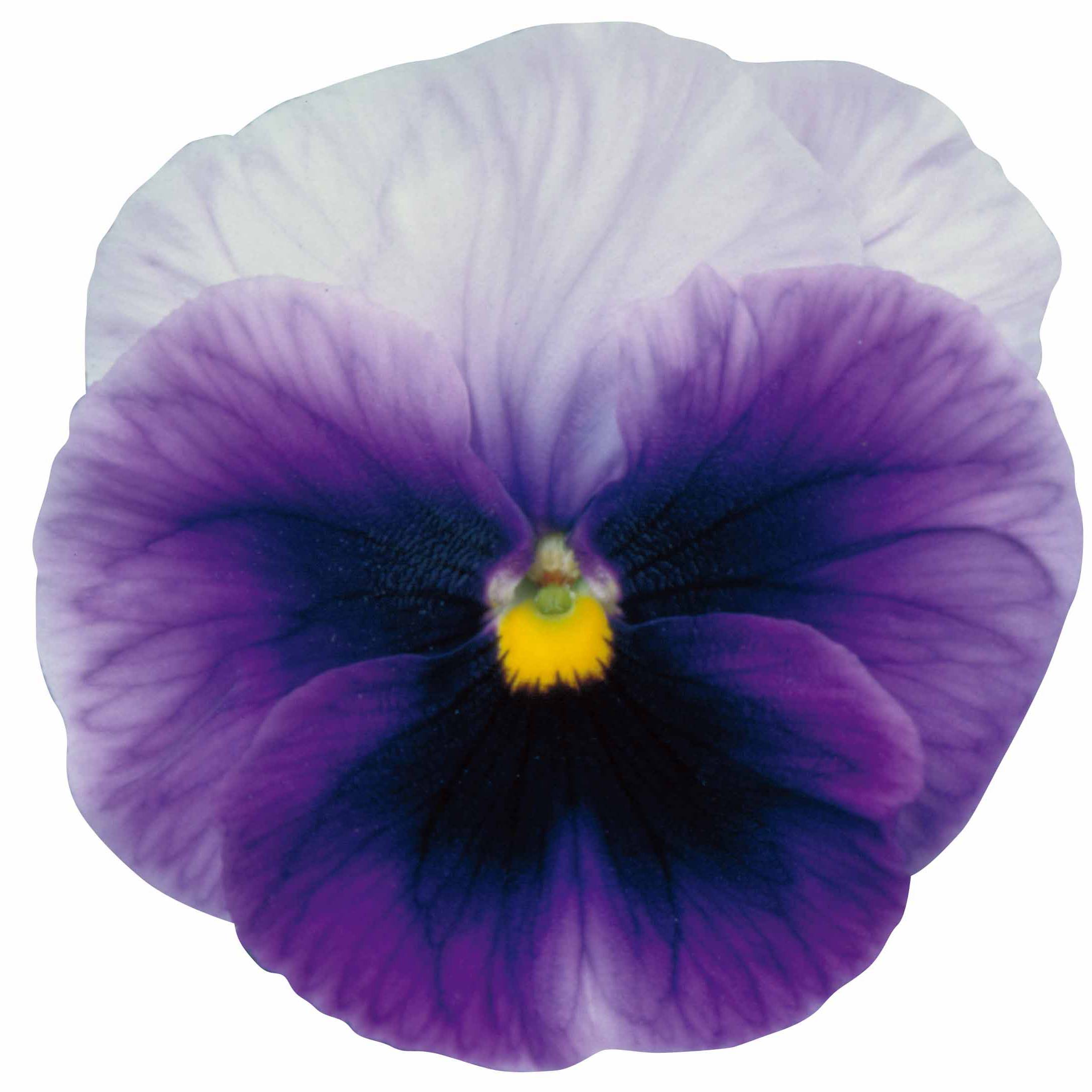 藍(lán)色信號(hào)燈 藍(lán)色信號(hào)燈