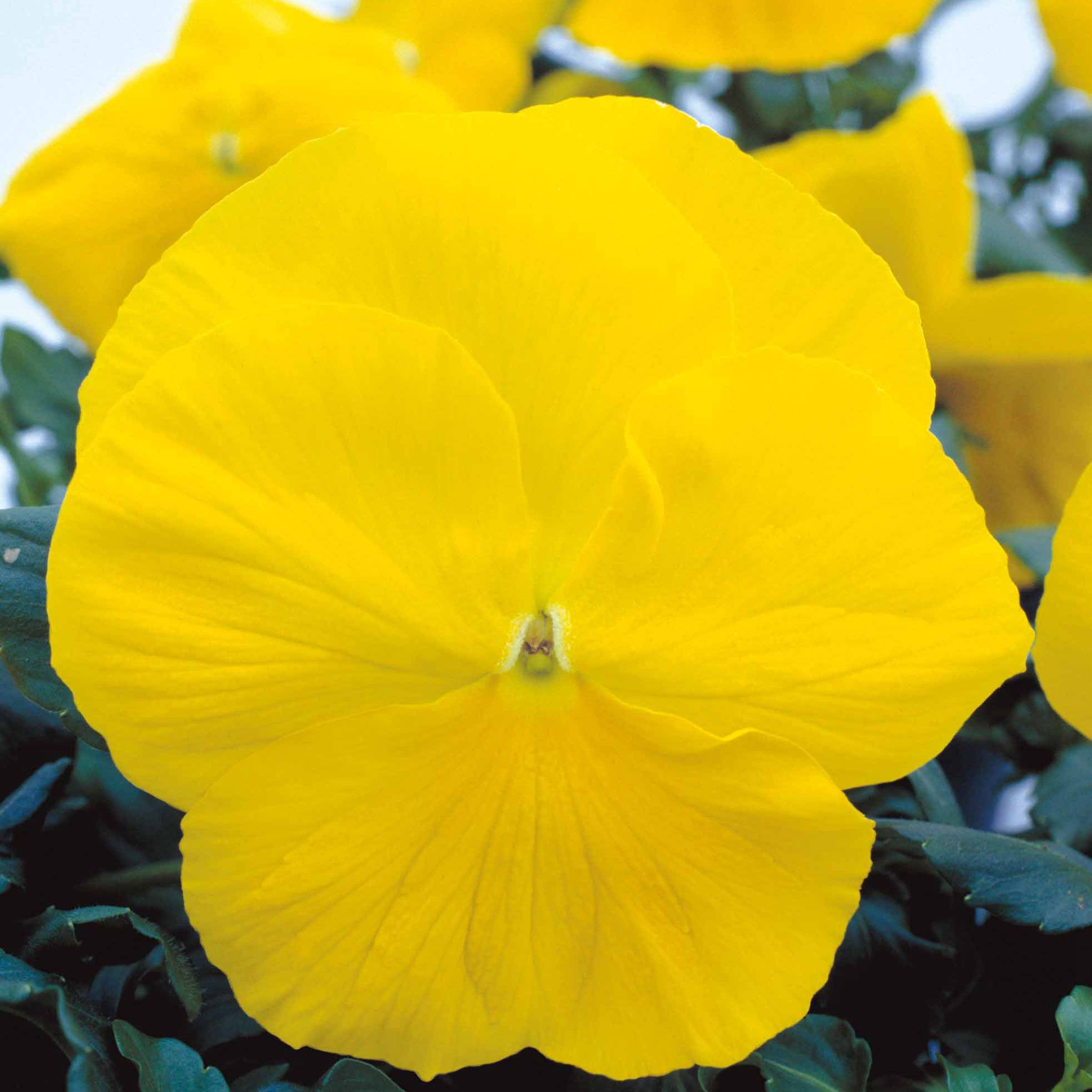 黃色改良 黃色改良