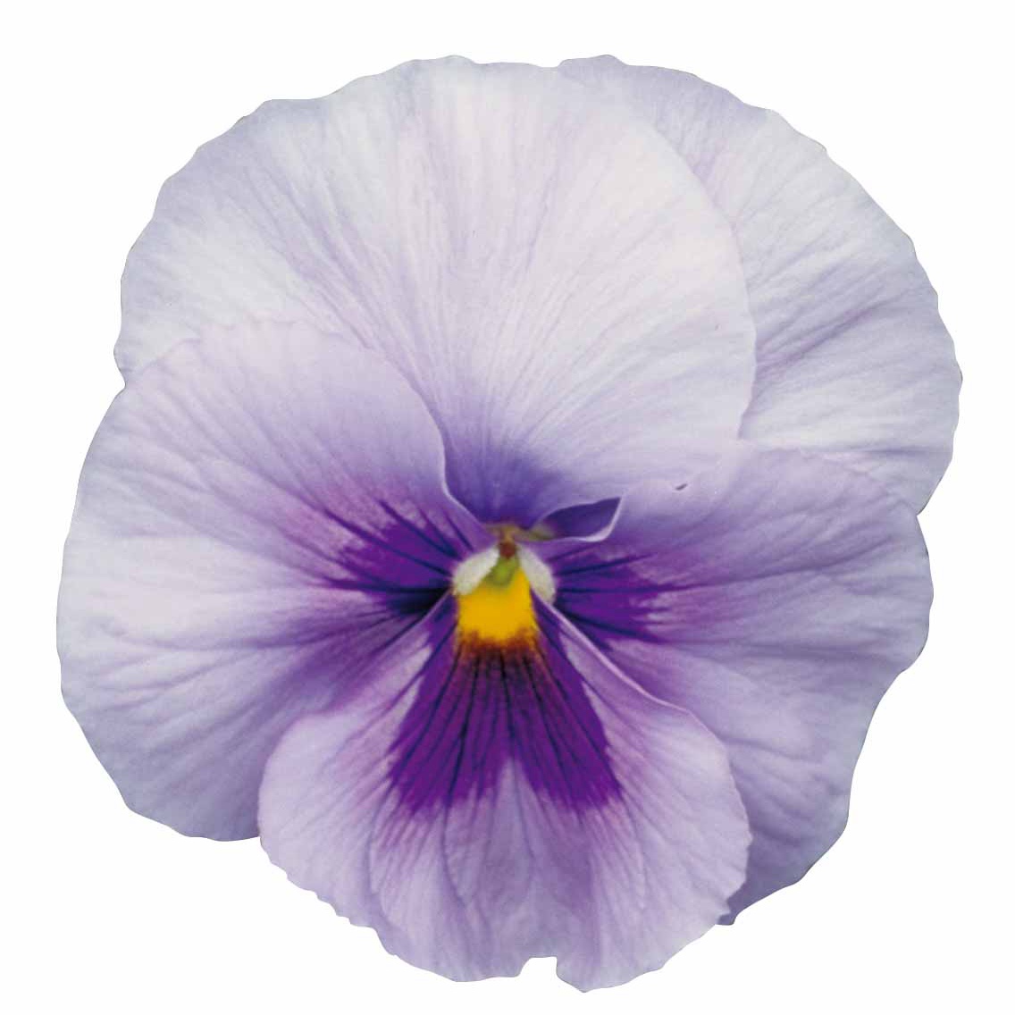 中心藍(lán)色 中心藍(lán)色