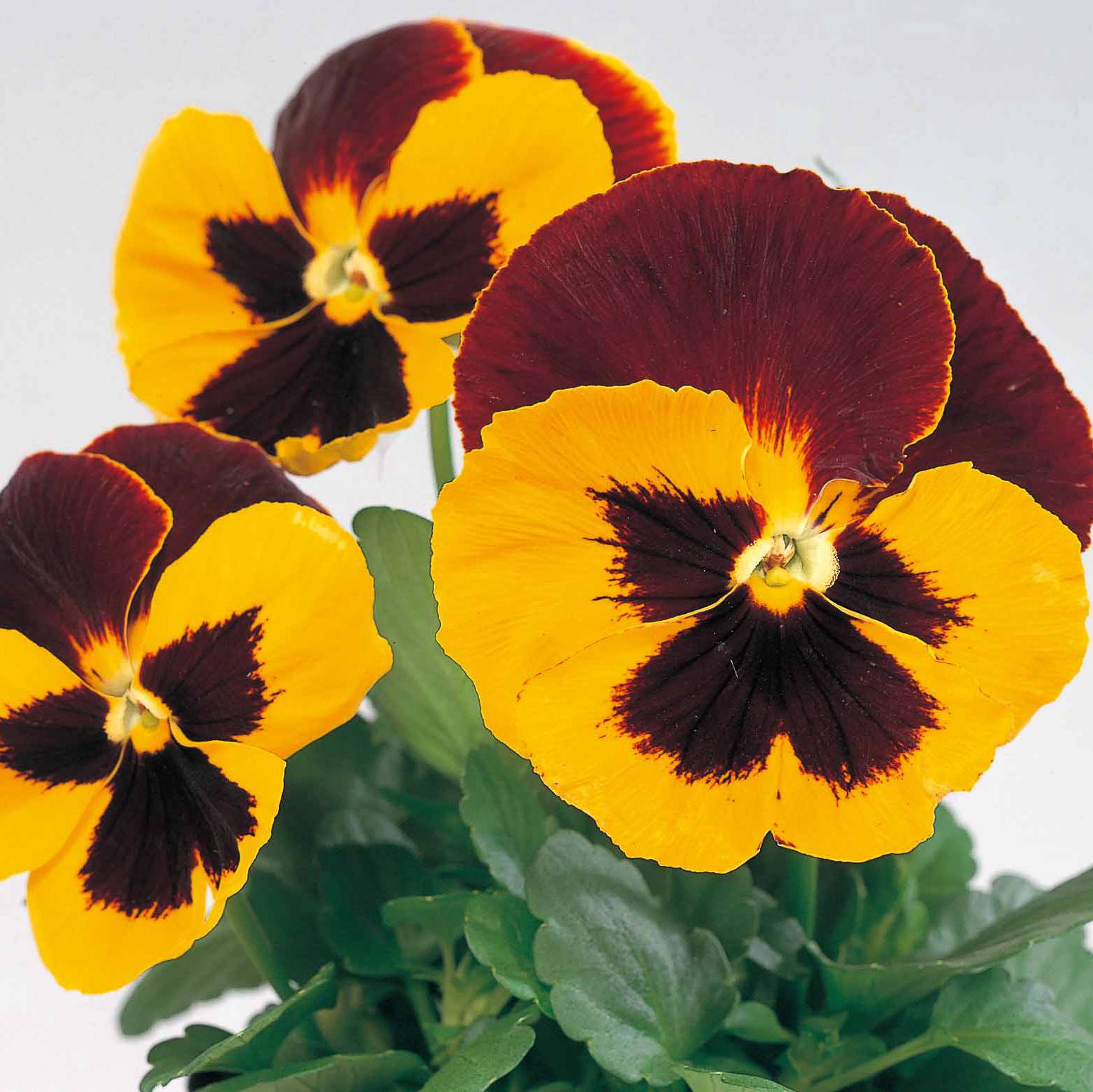 紅黃雙色改良 紅黃雙色改良