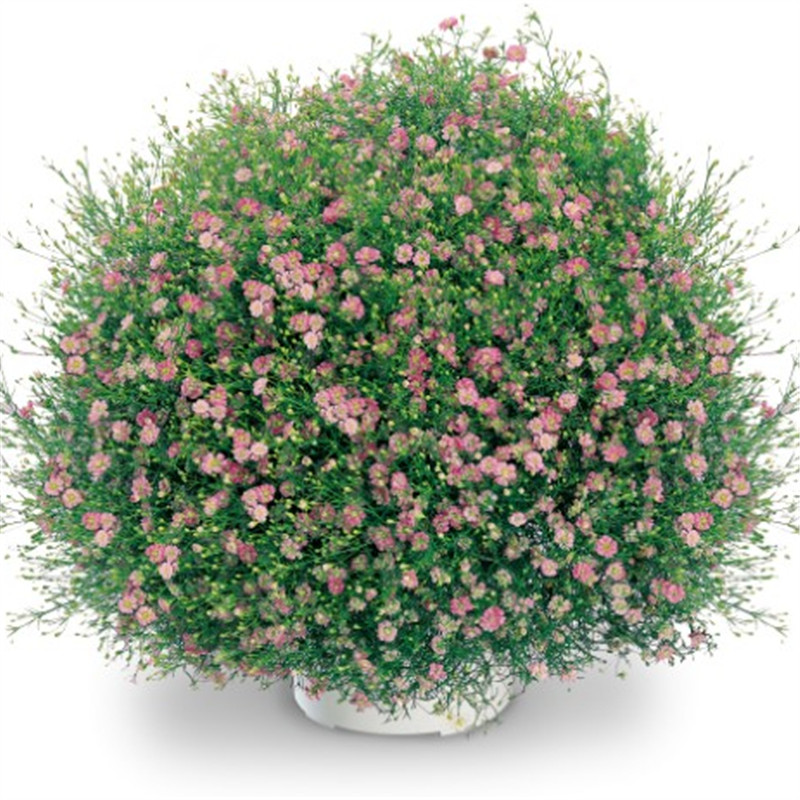 粉色（半重瓣到單瓣花）