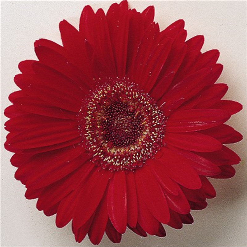 猩紅色帶眼 猩紅色帶眼