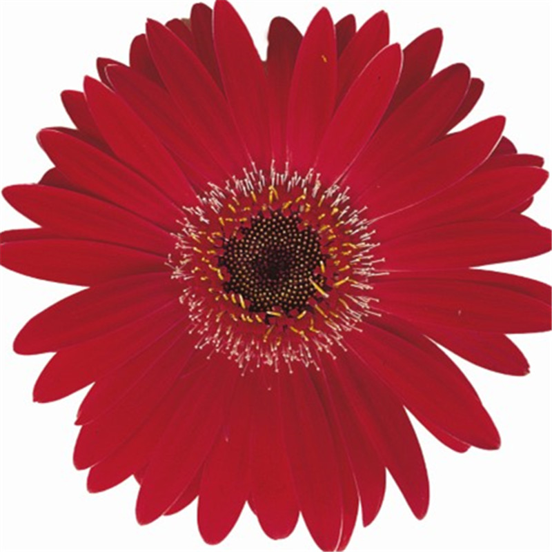 櫻桃紅色帶眼 櫻桃紅色帶眼