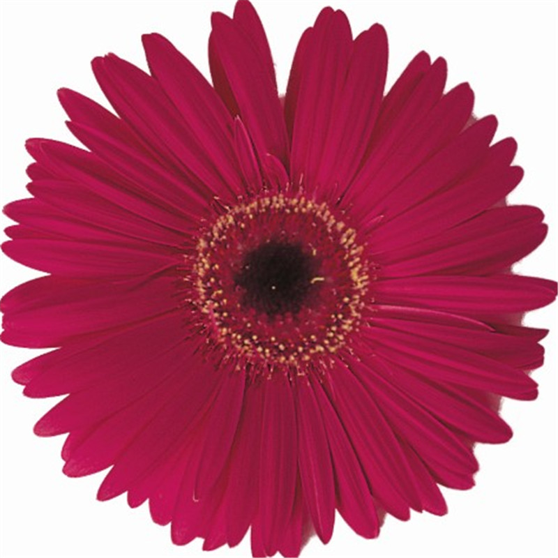 玫瑰紅色帶眼 玫瑰紅色帶眼