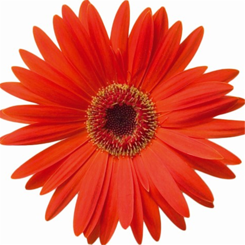 杏黃色帶眼 杏黃色帶眼