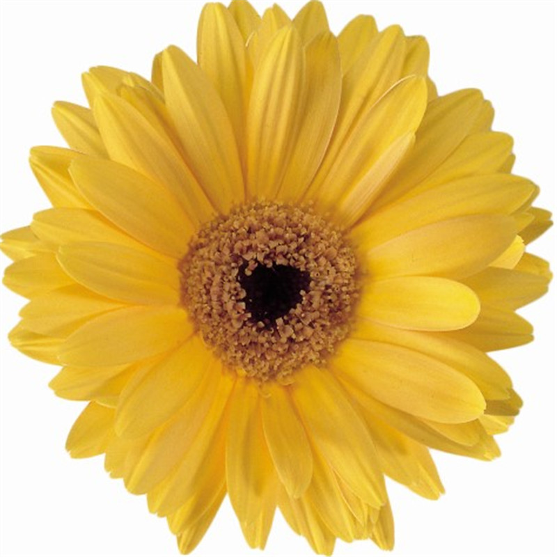 金黃色帶眼 金黃色帶眼