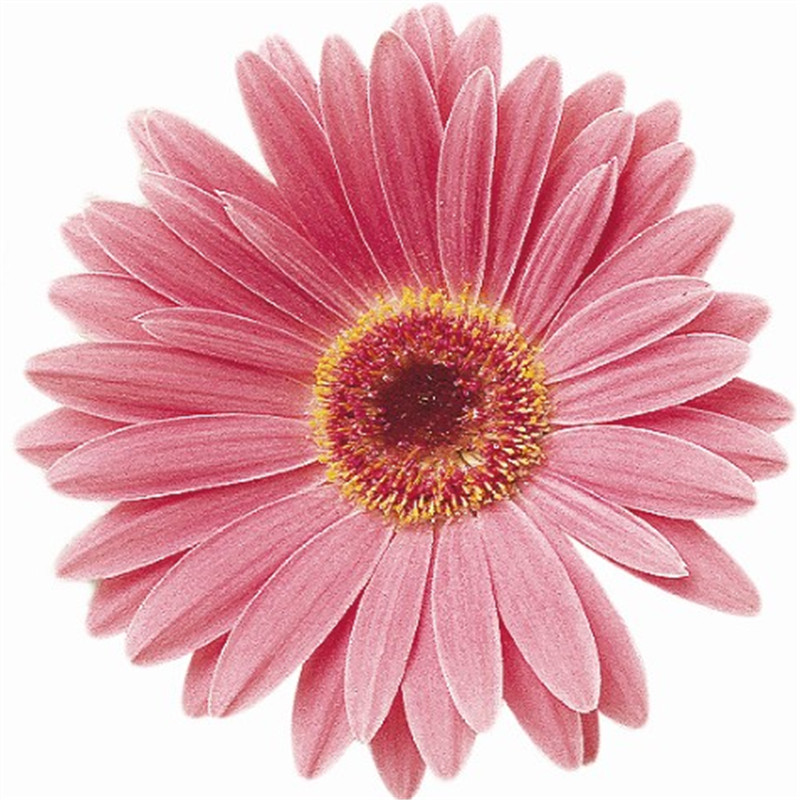 粉色帶眼漸變 粉色帶眼漸變