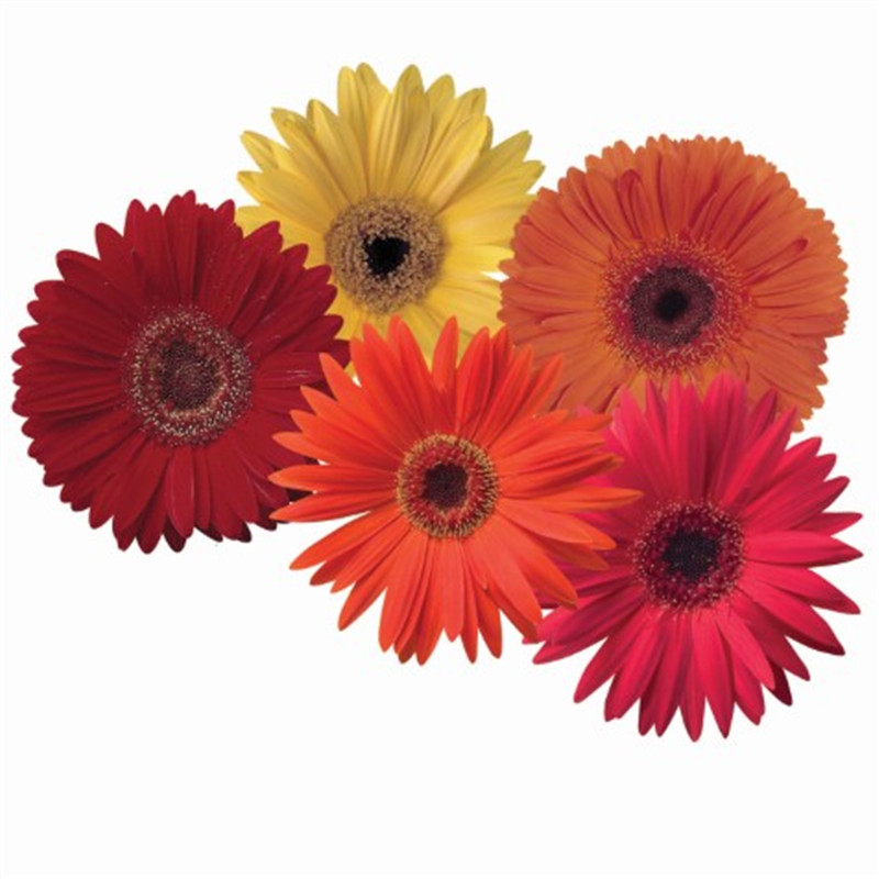 黑眼混色 黑眼混色