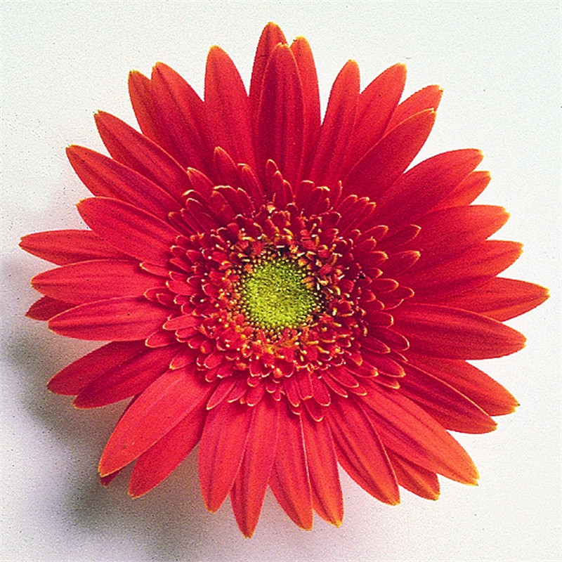 半重瓣橙色漸變 半重瓣橙色漸變