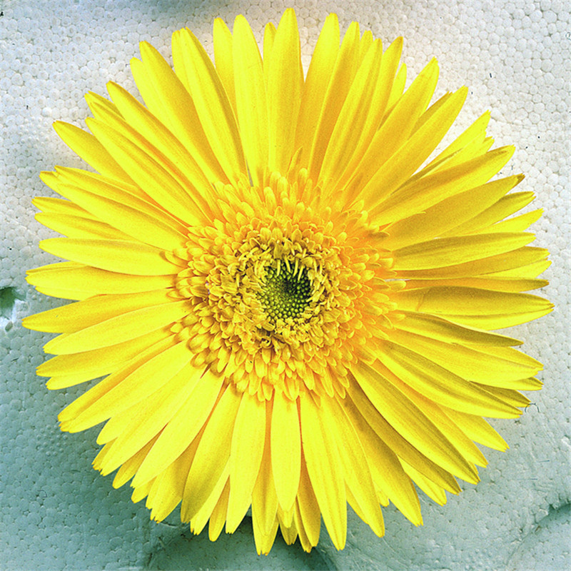 半重瓣黃色 半重瓣黃色