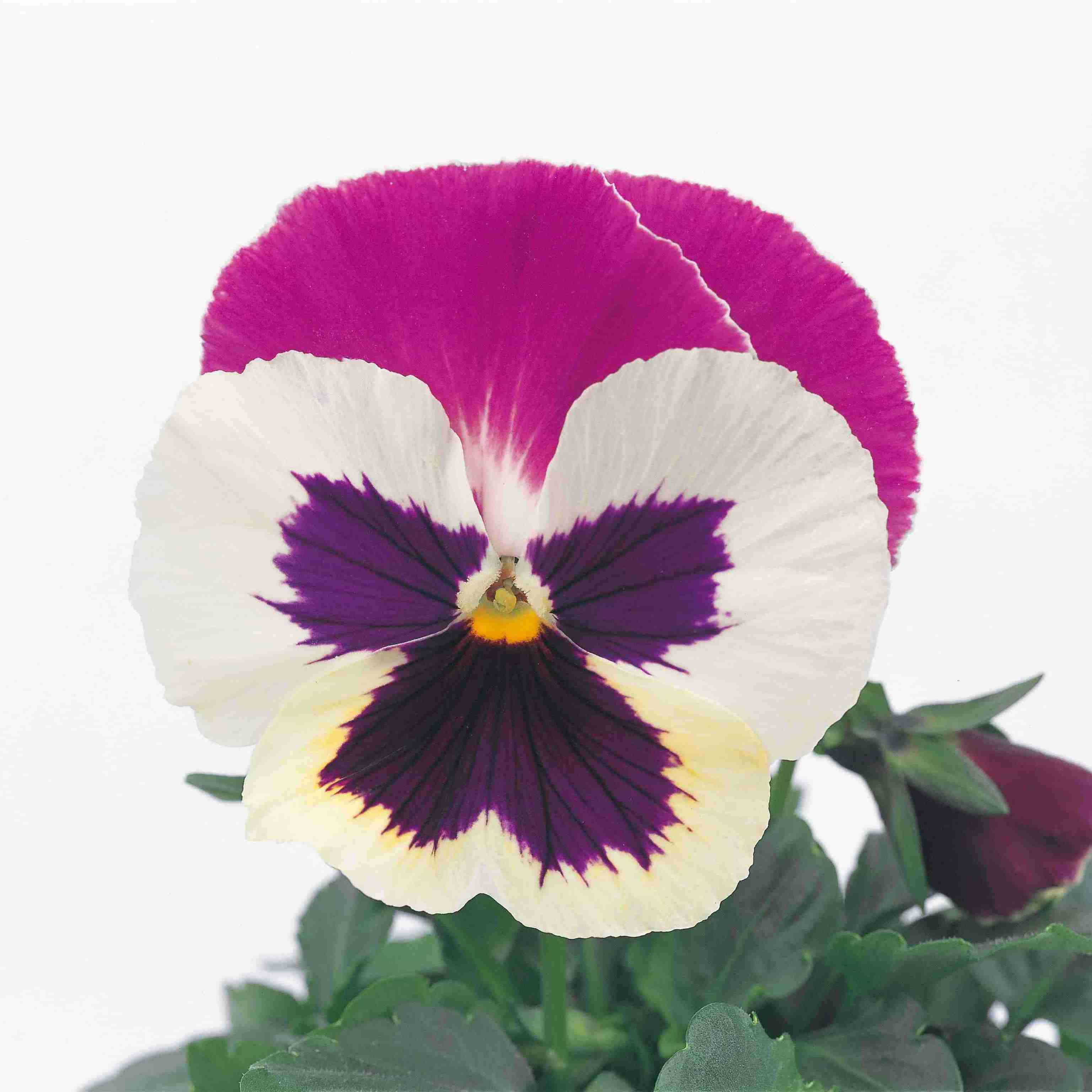 玫瑰紫白色改良 玫瑰紫白色改良