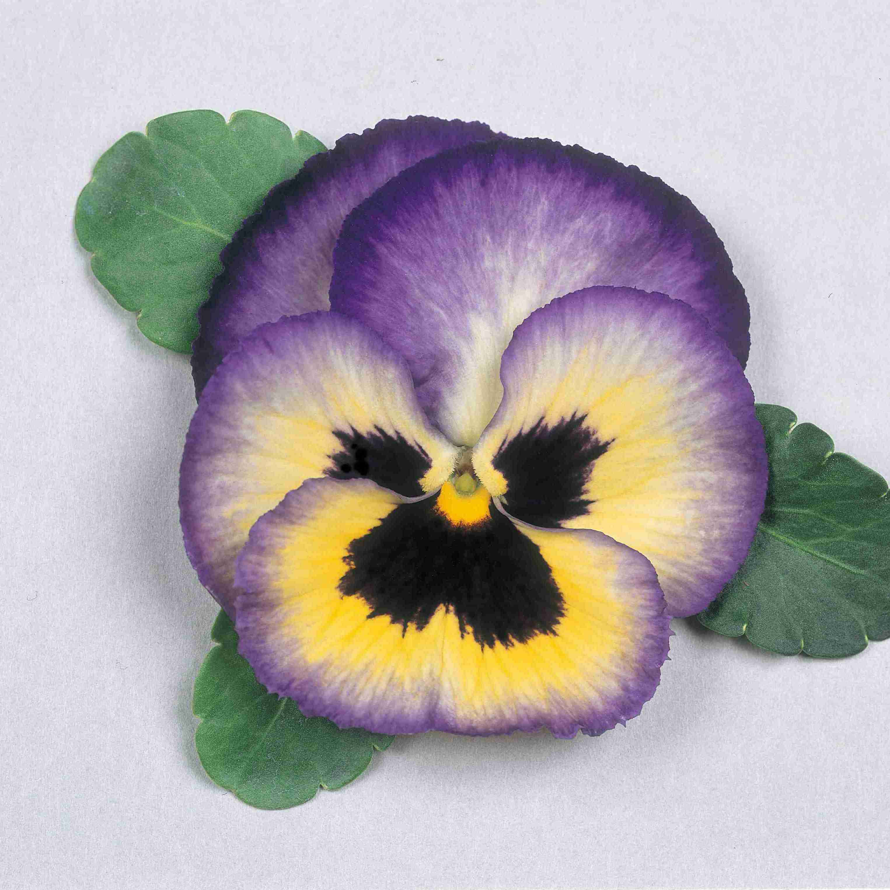 震撼藍(lán)莓色 震撼藍(lán)莓色