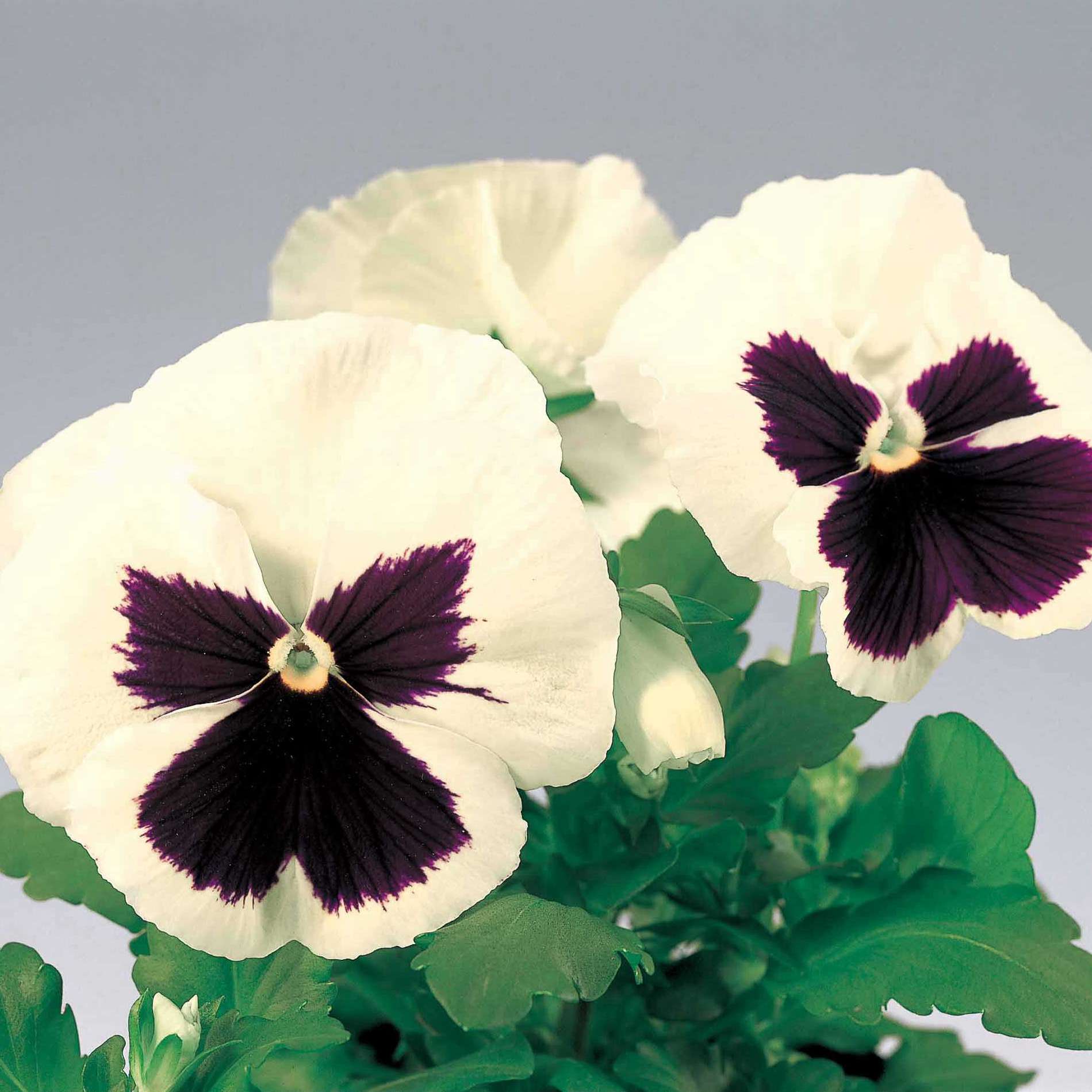 白色帶斑改良 白色帶斑改良