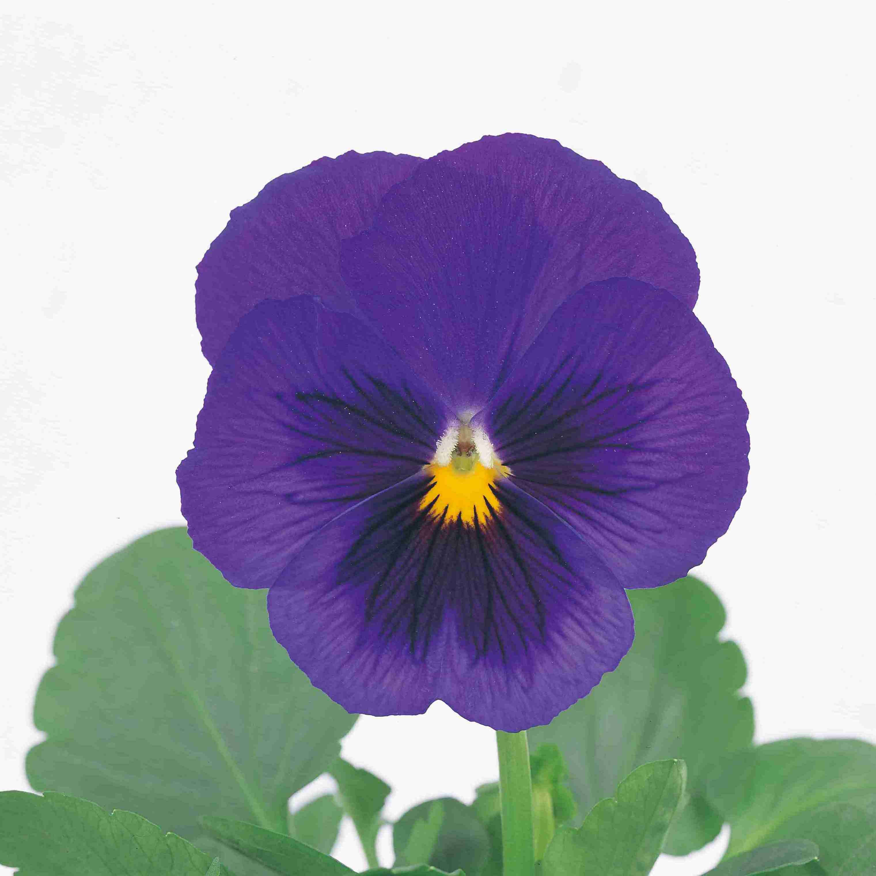 真藍(lán)色帶斑 真藍(lán)色帶斑