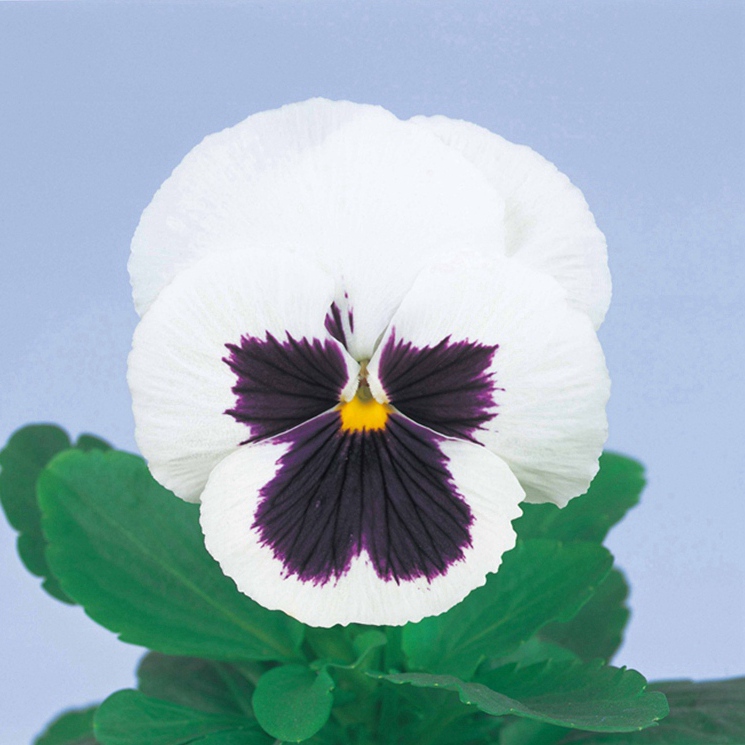白色帶斑改良‘09 白色帶斑改良‘09
