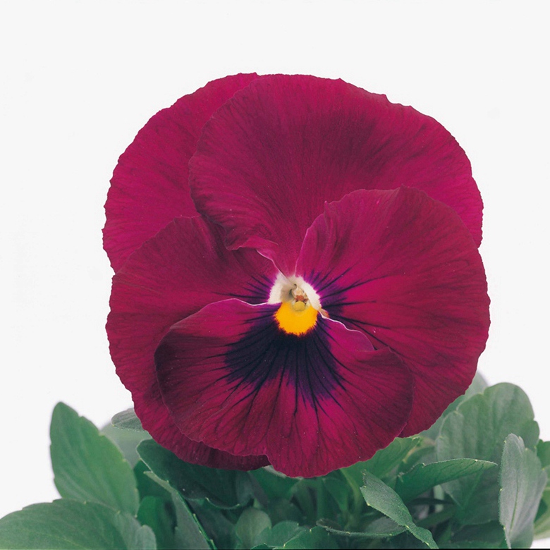 玫紅色帶斑改良 玫紅色帶斑改良
